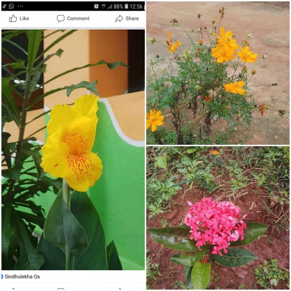 പ്രമാണം:43244 jjj.jpg