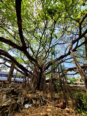 19022 Entegramam Nadayal paramb.jpg