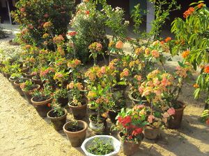 Schoolgarden 35052 4.jpg