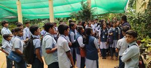 13024 karimbam 1.jpg