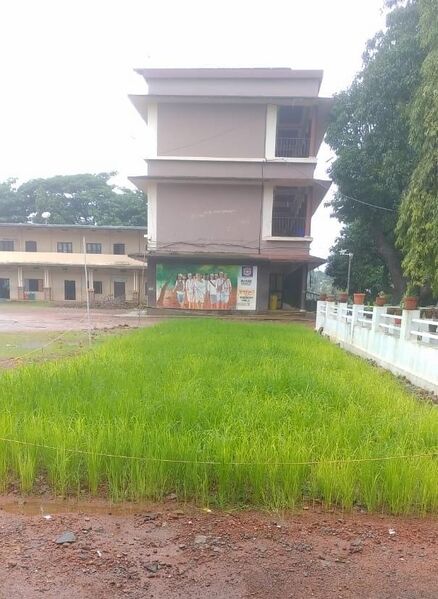 പ്രമാണം:14015 nelkrishi 2.jpeg