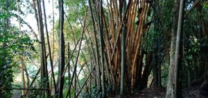 37001 മുള 1.jpeg