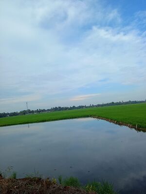 46420 paddy cultivation kavalam.jpg