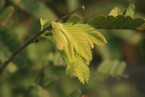 Emil Antony ,+1 Commerce (2).jpg