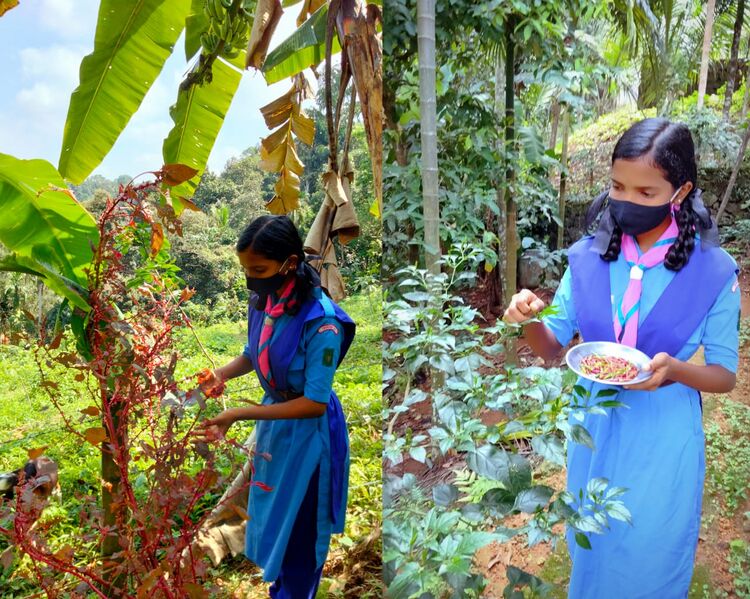 പ്രമാണം:37001 sg15.jpeg