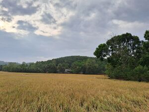 24028 pazhayannur.jpg