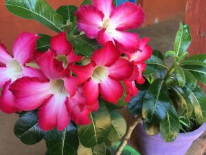 28012 SP 1920 299.jpeg