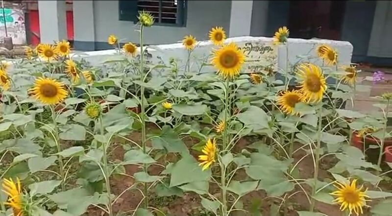 പ്രമാണം:34306 Nattupacha1.jpg