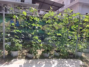 ALP 35330 VEGETABLE GARDEN.jpg