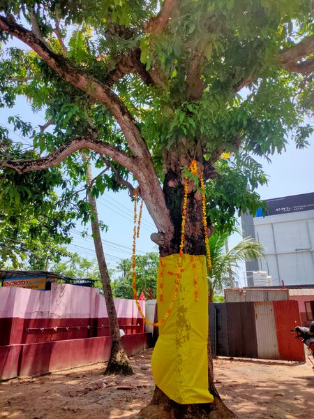 പ്രമാണം:Lhss alp.jpeg