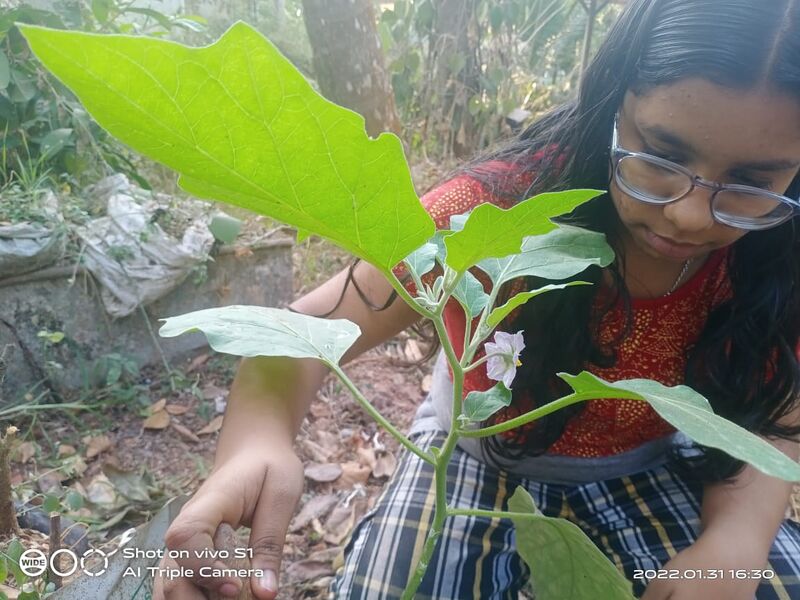 പ്രമാണം:14002 guveg2.jpeg