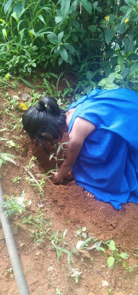 പ്രമാണം:29411 EnvironmentDay16.jpeg