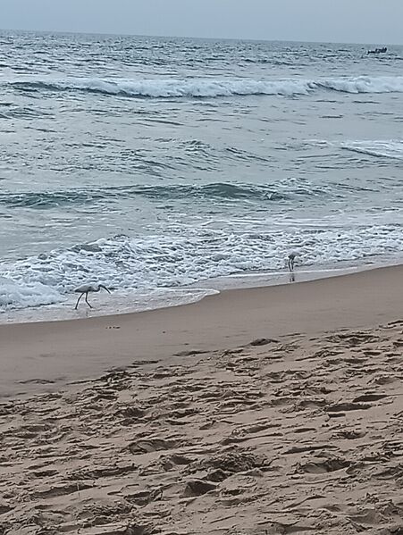 പ്രമാണം:42063 ARIVALAM BEACH SIDE.jpg