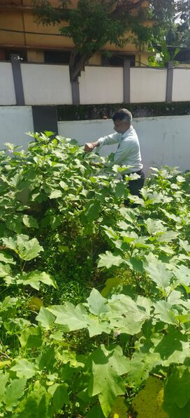 പ്രമാണം:18011 farming1.jpg