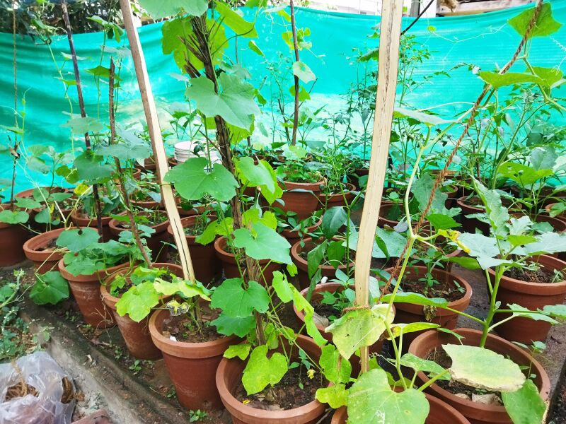 പ്രമാണം:25057 vegetable garden.jpg