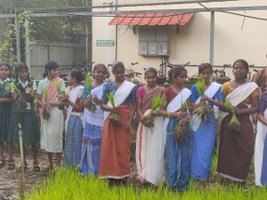 34013seed njarunadal 4.jpg