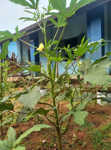 പ്രമാണം:19713 VG4.jpeg