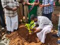 വൃക്ഷതൈ നടൽ