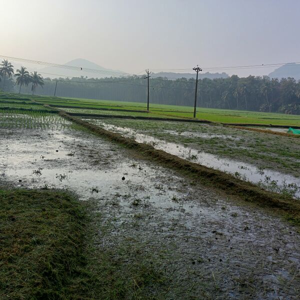 പ്രമാണം:48563 Nelkrishi.jpg