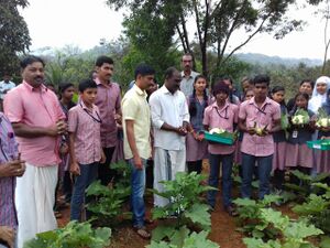 Vegetable cultivation.JPG