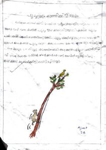 P Ajwa