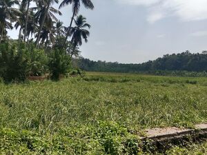 48050 My village.jpg