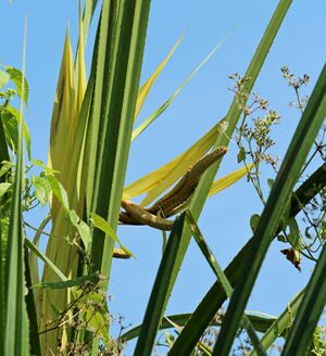 Flower of Pandanus canaranus.jpg