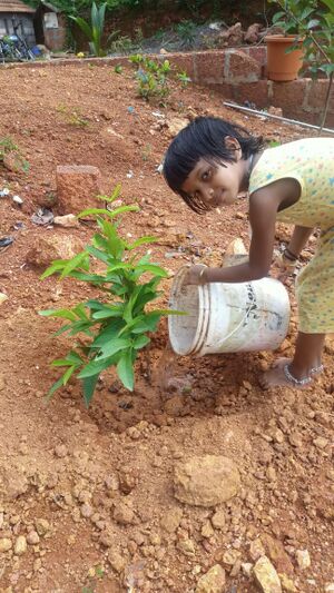 Plant tree save nature.jpeg