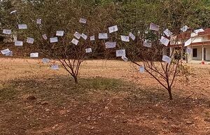 26439 akshara maram.jpg