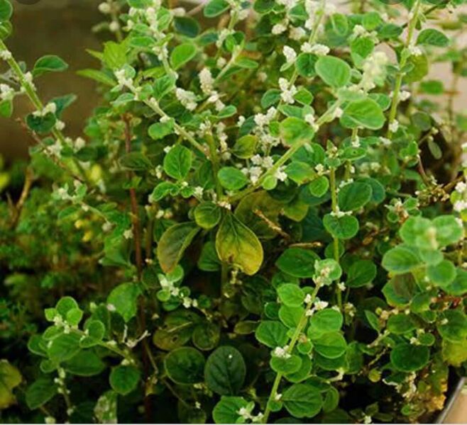 പ്രമാണം:47234 cheroola.jpeg