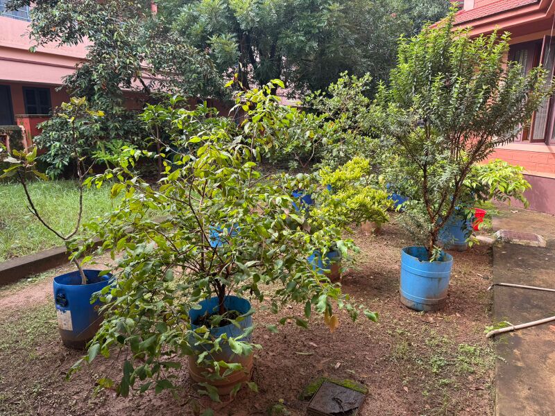 പ്രമാണം:Fruits Garden2 SMS.jpg