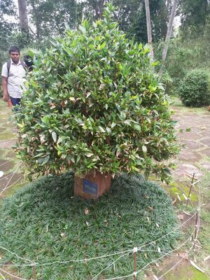 WhatsApp Image 2018-11-15 at 9.03.15 PM.jpeg