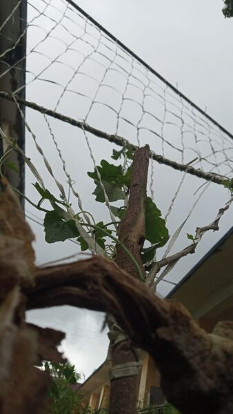 പ്രമാണം:34035 UPLOADS PD6(22).jpeg