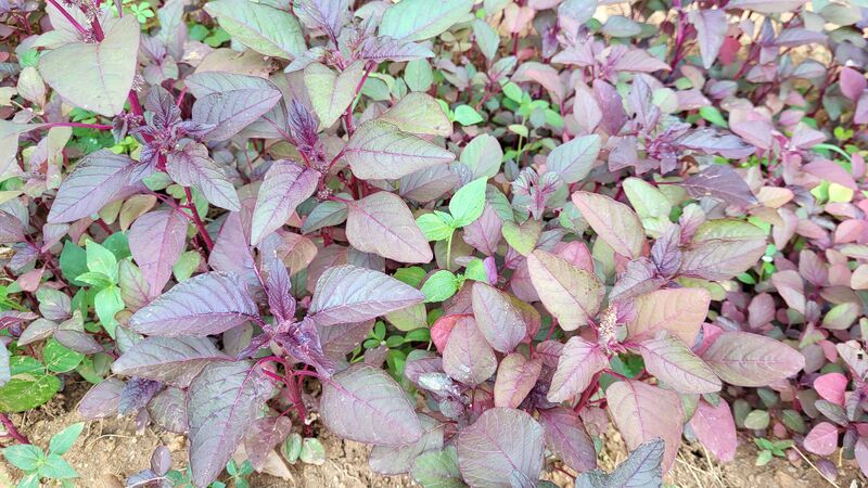 പ്രമാണം:29228 vaza3.jpg