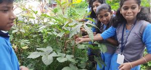 43453 -ecoclub activity 4.jpg