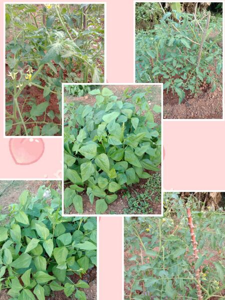 പ്രമാണം:25042 veg garden1.jpg