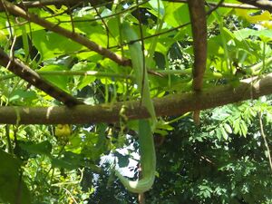 SCHOOL VEGITABLE GARDEN2.jpg