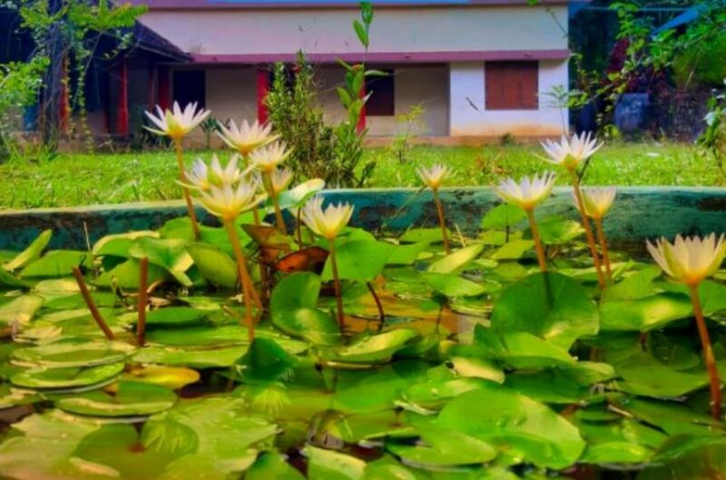 പ്രമാണം:സ്കൂൾ നടുമുറ്റത്തെ ആമ്പൽകുളം.jpg