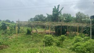 12235 vegetable plants.jpeg