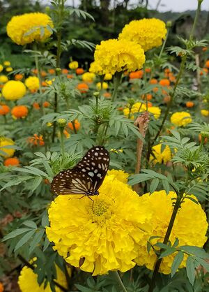 28044 Butterfly garden.jpeg