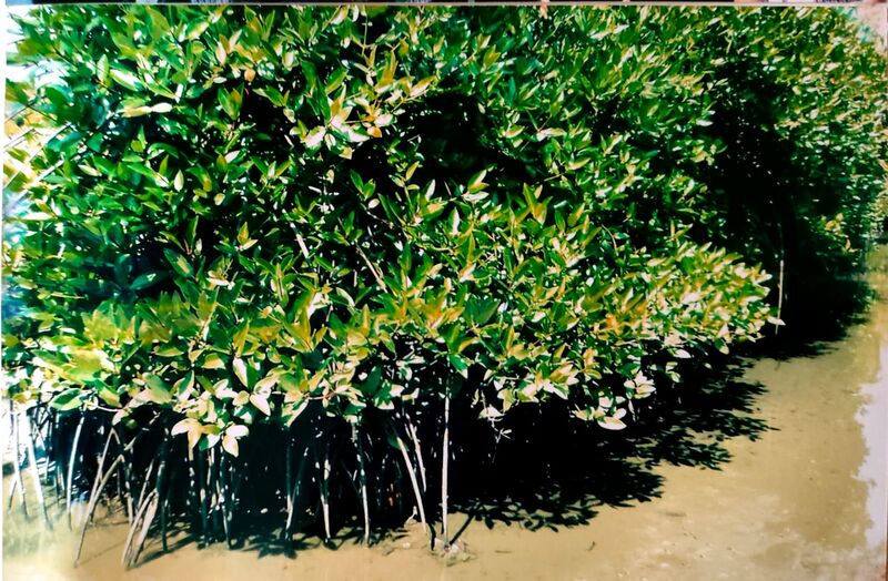 പ്രമാണം:36053 kandal1.jpeg