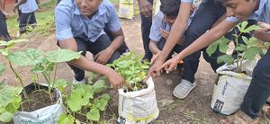 38077 Vegitable Garden 2025 8.jpg