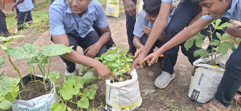 പ്രമാണം:38077 Vegitable Garden 2025 8.jpg