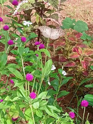 PACHAKARI KRISHI4.jpeg