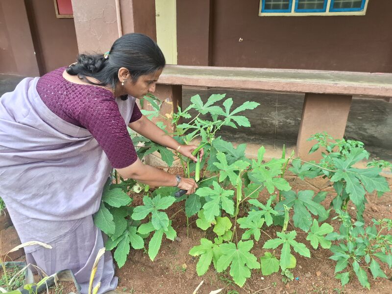 പ്രമാണം:22233 vegitableharvesting.jpg