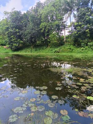 POND.jpeg