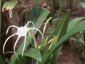 Plant2.JPG
