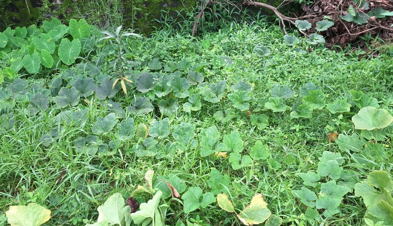 പ്രമാണം:22233 vegitablepicking2025.jpg