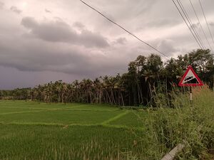 48470 paddy field.jpg
