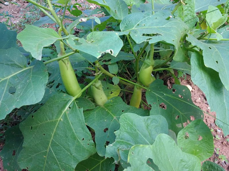 പ്രമാണം:Jaivam 3.jpg